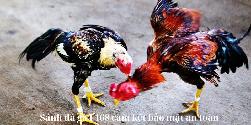 Sảnh đá gà F168 cam kết bảo mật an toàn tối đa cho người dùng