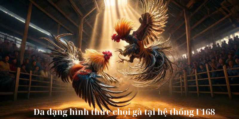 Đa dạng hình thức chọi gà tại hệ thống F168